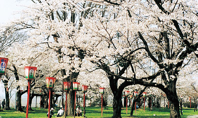 庄内町のイベント　楯山公園桜まつり