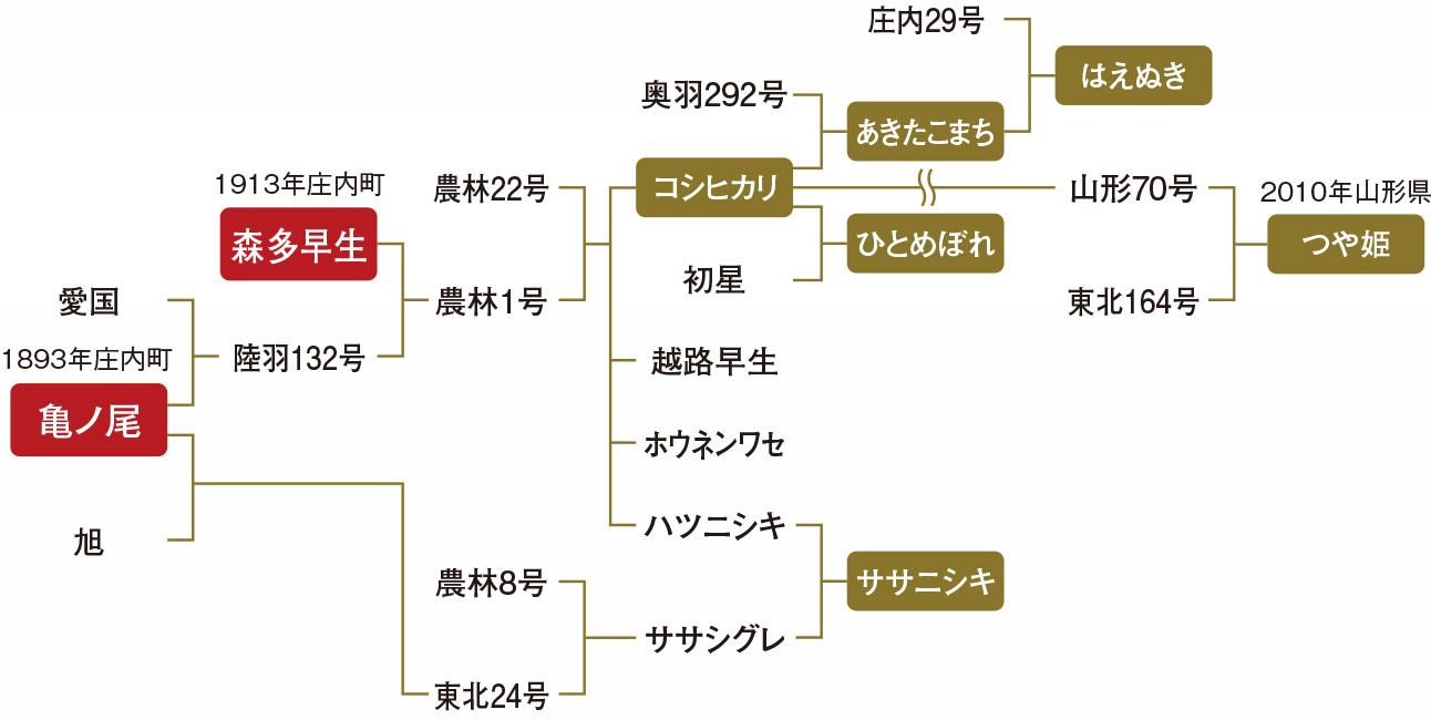 おいしいお米の系譜