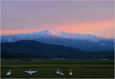 夕暮れの月山と白鳥