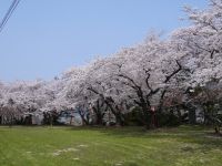 Tateyama Park Cherry Blossom Festival