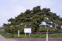 払田の地蔵のマツ（県指定文化財）